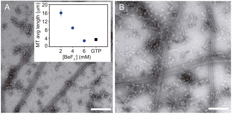 Figure 2—figure supplement 1.