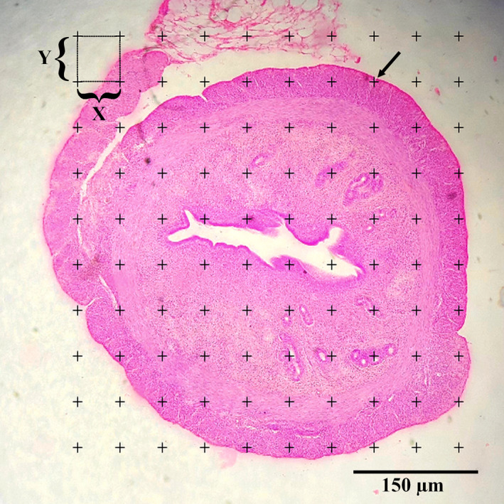 FIGURE 1