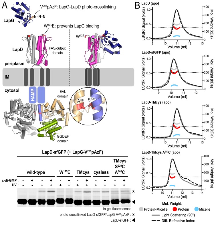 Figure 2—figure supplement 1.