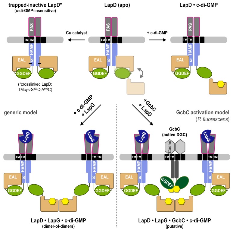 Figure 4—figure supplement 4.