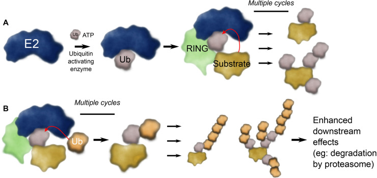 Figure 1.