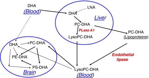 Fig. 1