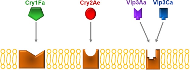 Figure 5