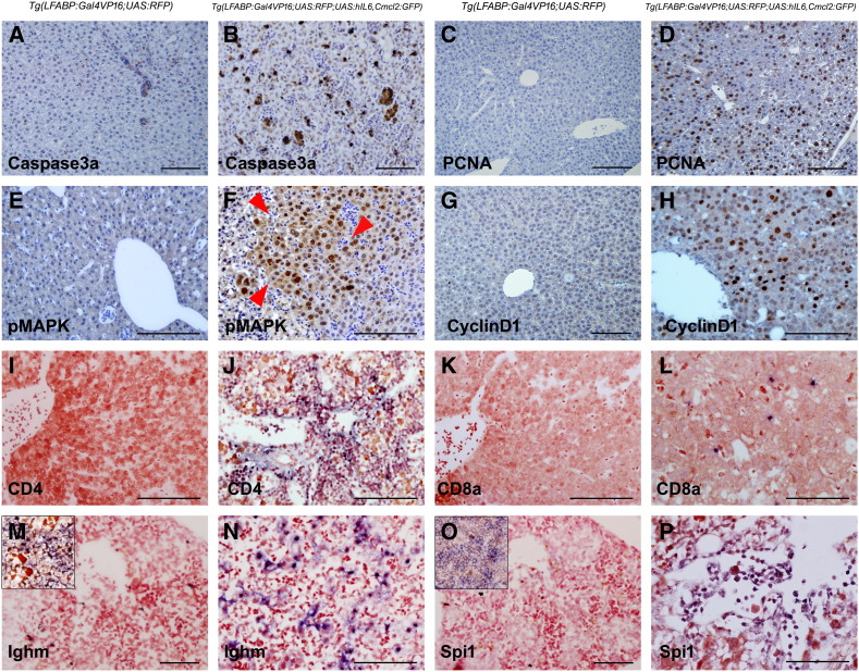 Figure 4