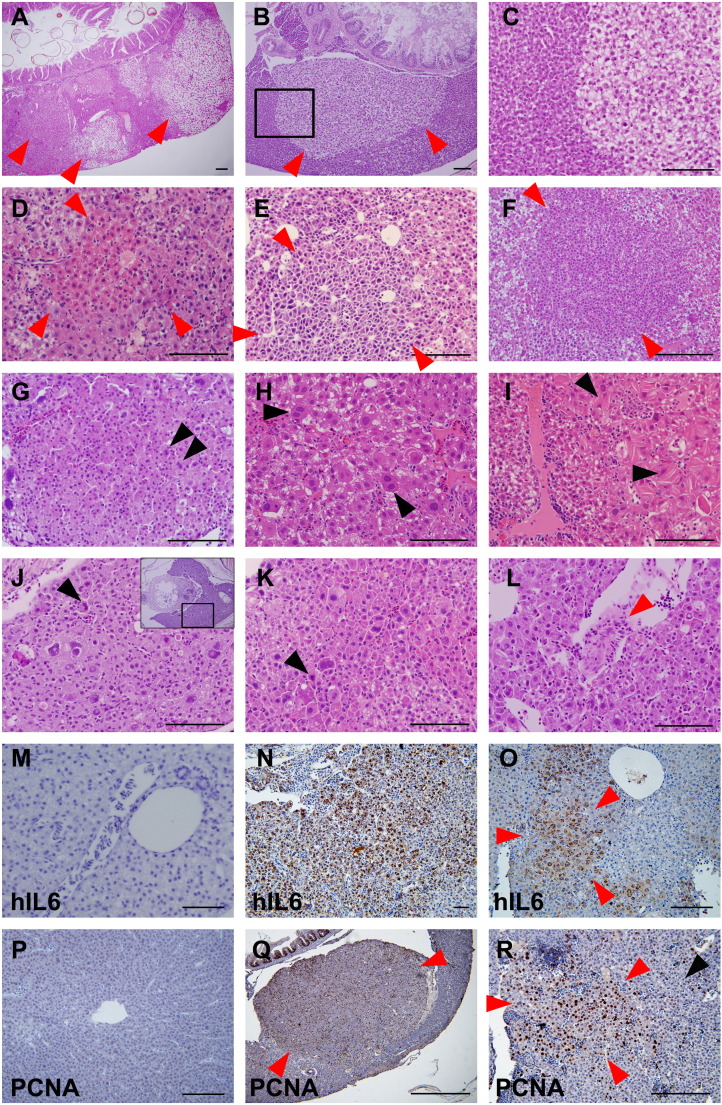 Figure 2