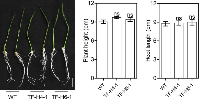 Figure 5