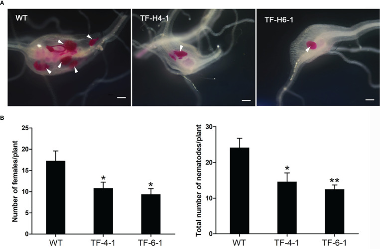 Figure 3