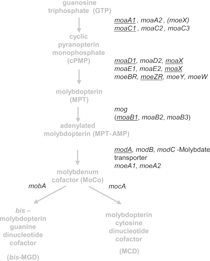 FIG 1