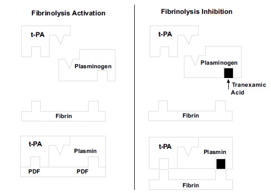 Fig. (1)