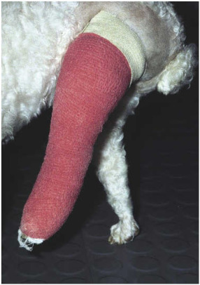 graphic file with name f02-09-9780702074639.jpg