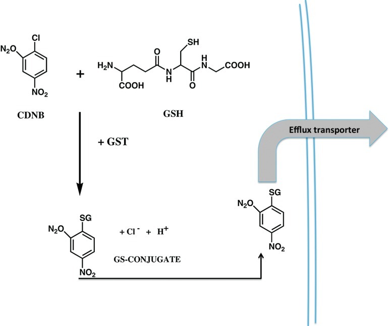 FIG. 1.