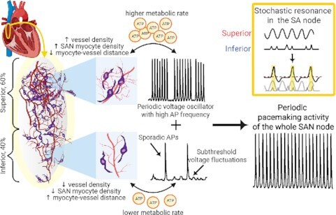 Graphical Abstract