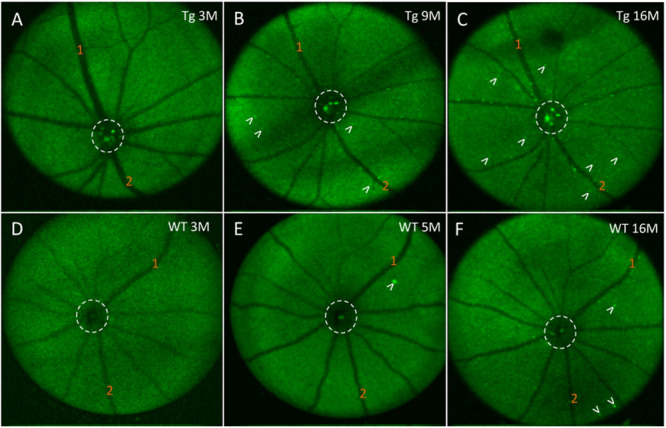 FIGURE 6