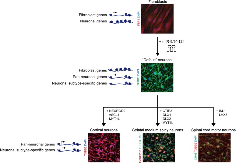 FIGURE 2