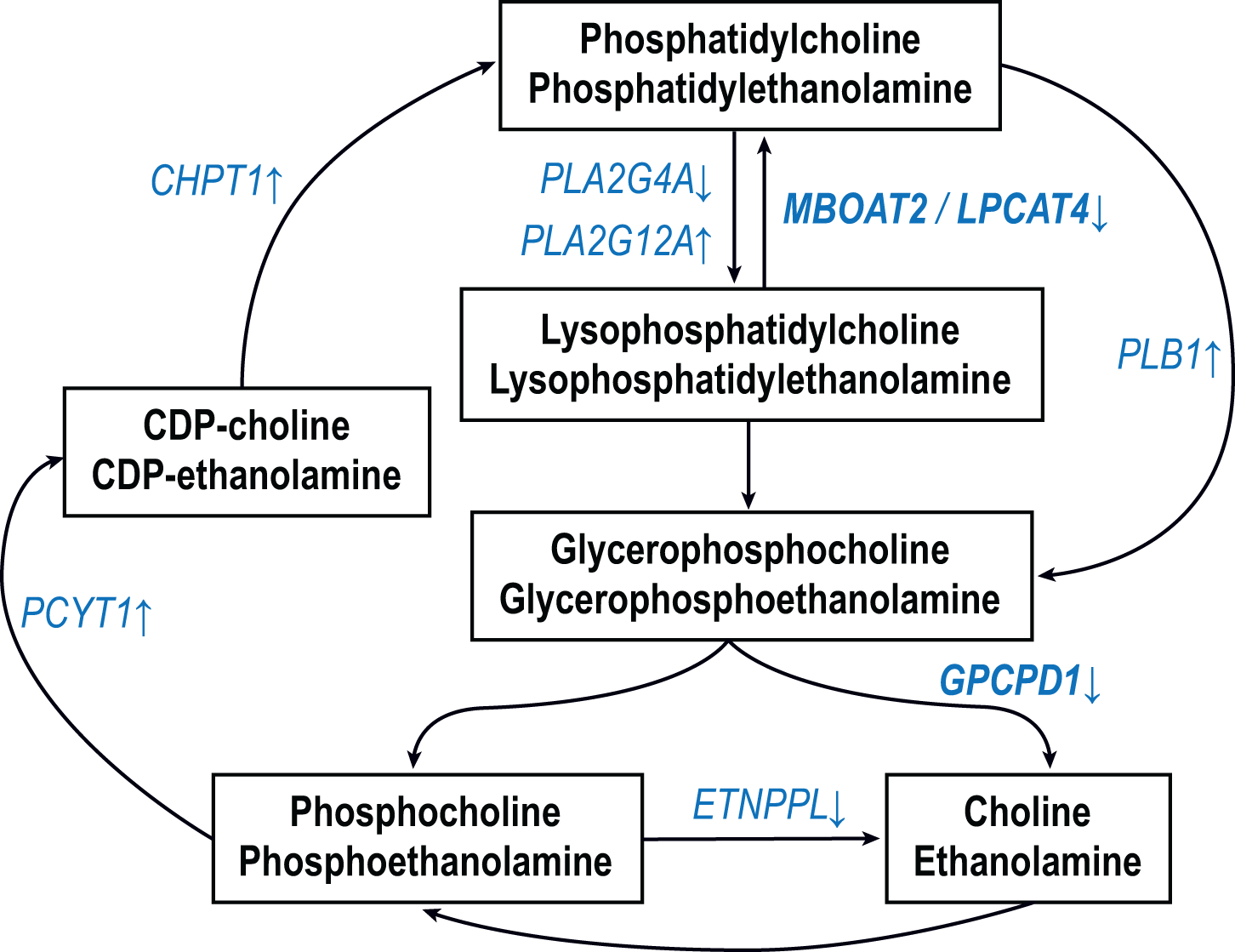 Figure 1A.