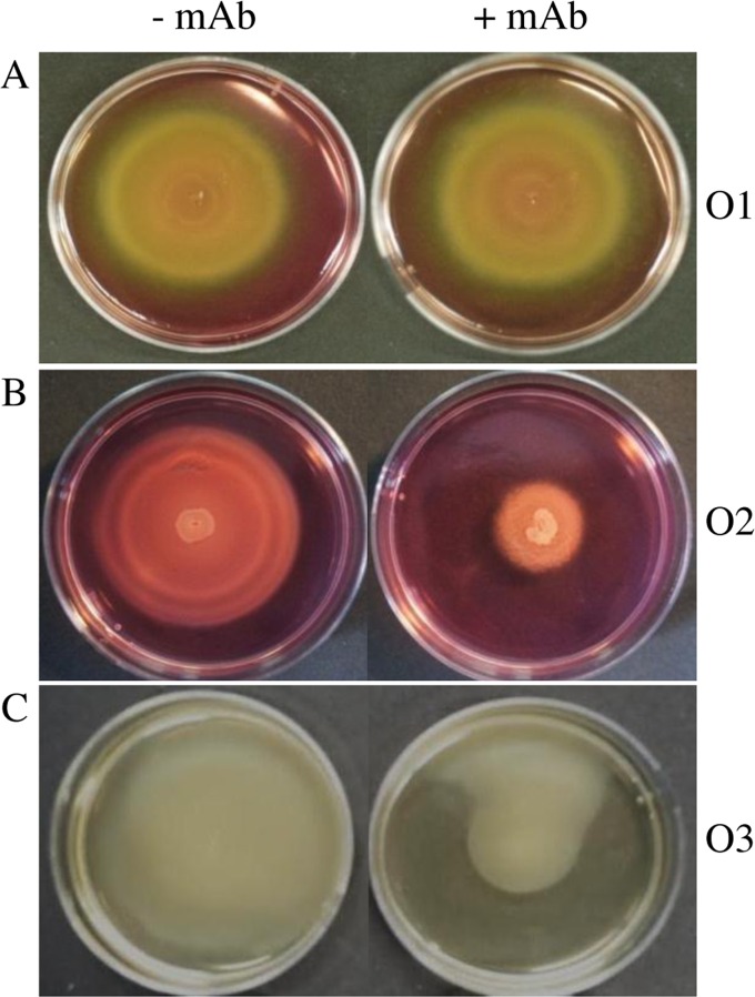 FIG 3