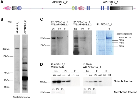 Figure 4.