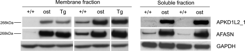 Figure 5.