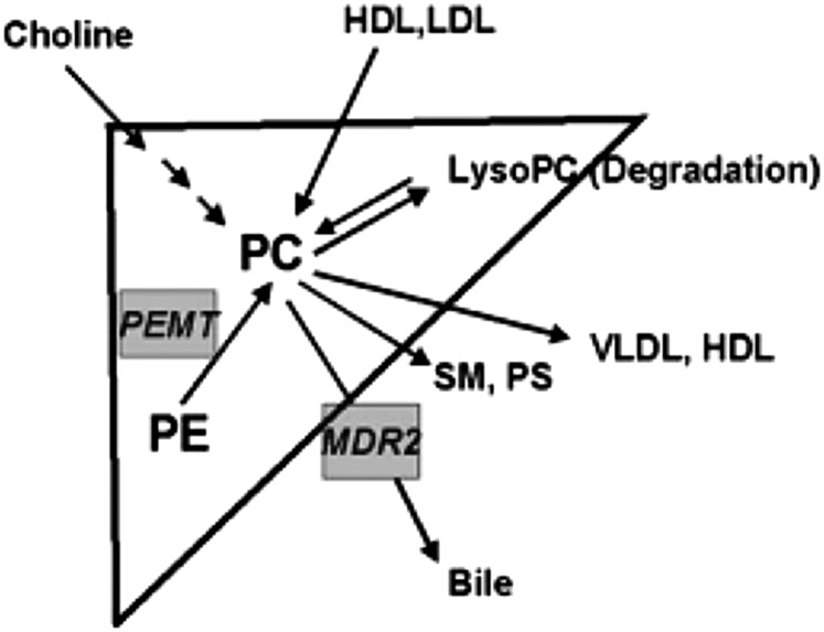 FIGURE 2