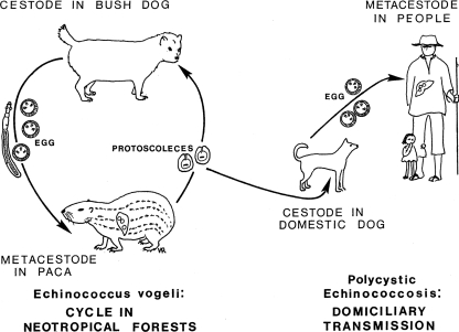 FIG. 1.