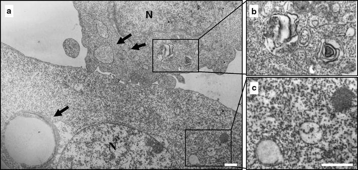 Fig. 9