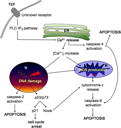 Fig. 12