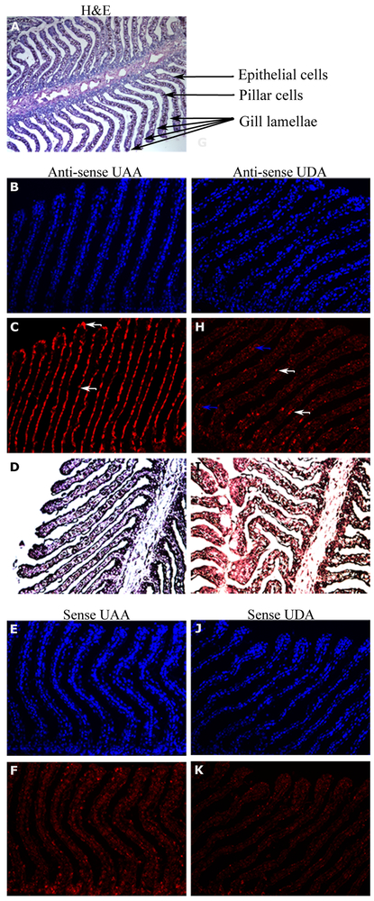 Figure 4: