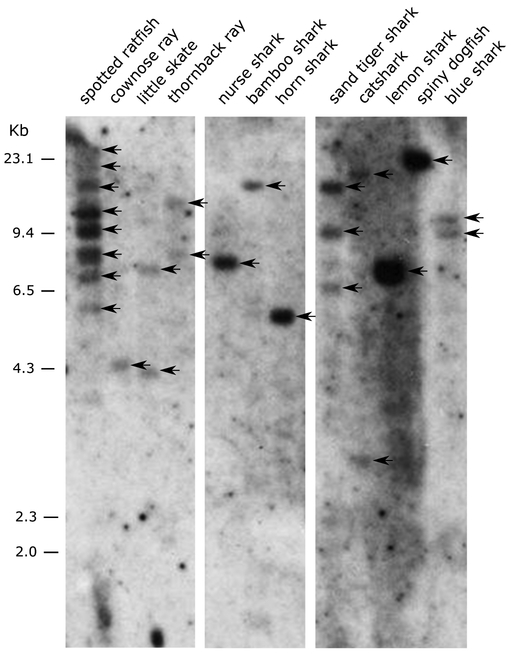 Figure 5.