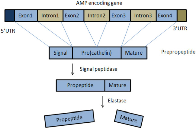 Fig. 4