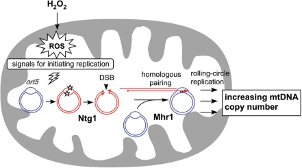 Figure 7.