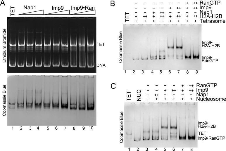 Figure 5—figure supplement 1.