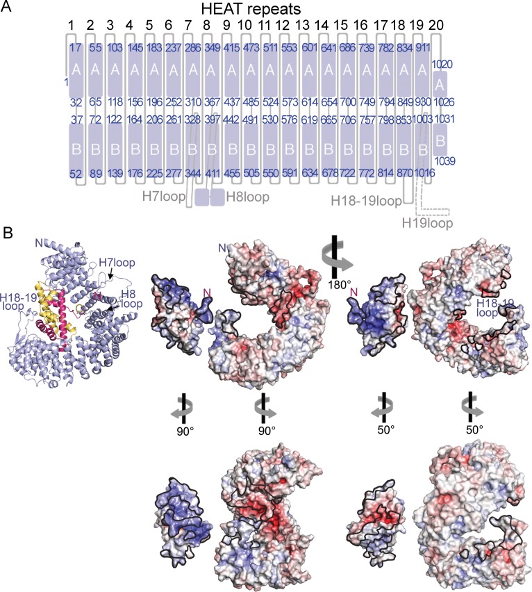 Figure 1—figure supplement 2.