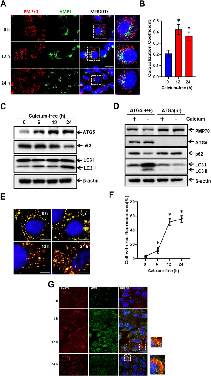 Fig. 4