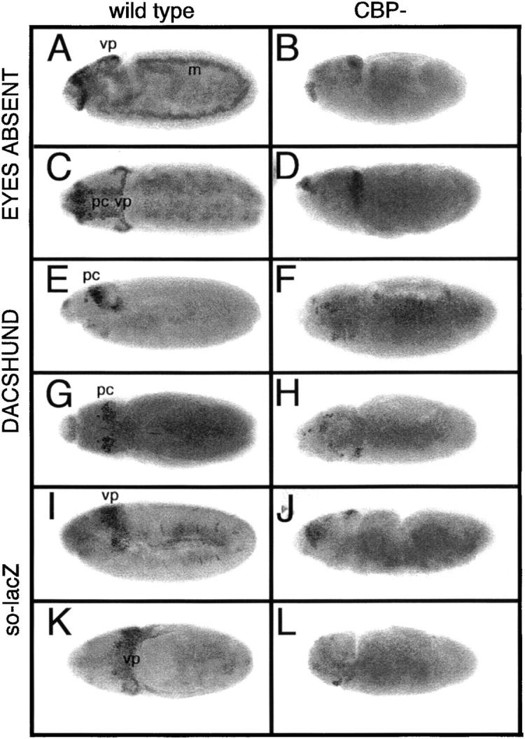 Figure 5.—