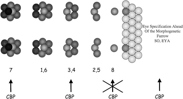 Figure 11.—