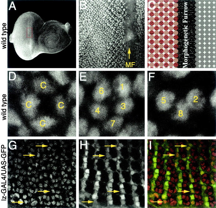 Figure 3.—