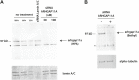 Figure 10—figure supplement 1.