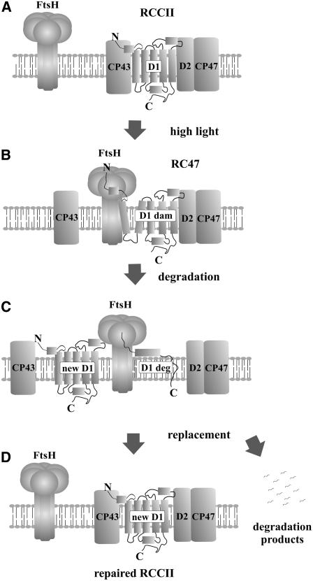 Figure 11.