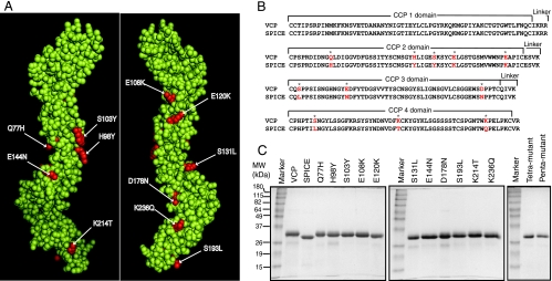 FIG. 1.