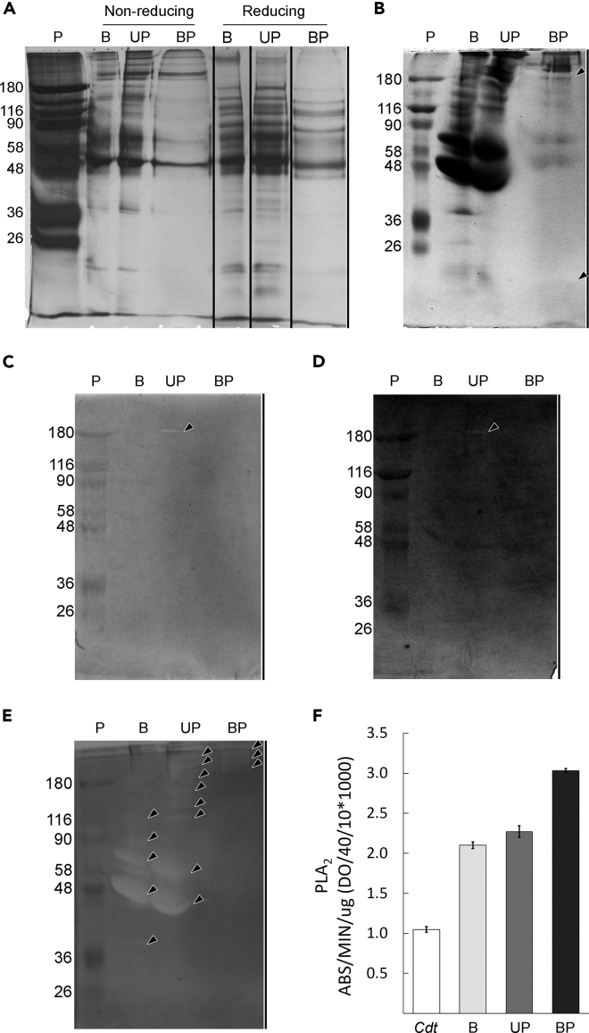 Figure 4