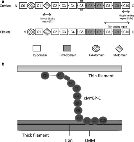 Fig. 1