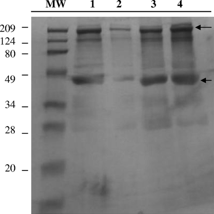 FIG. 7.