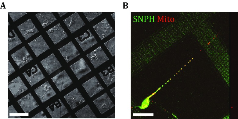 Fig. 1