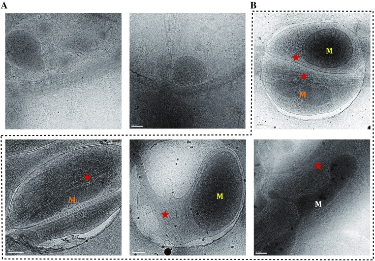 Fig. 2