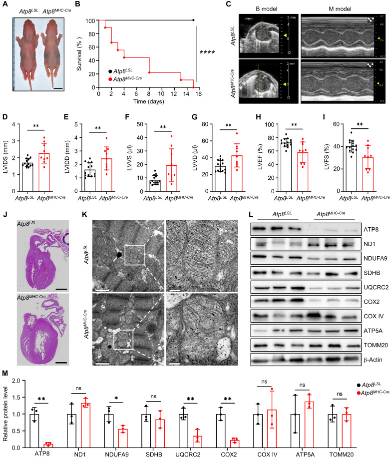 Fig. 3.