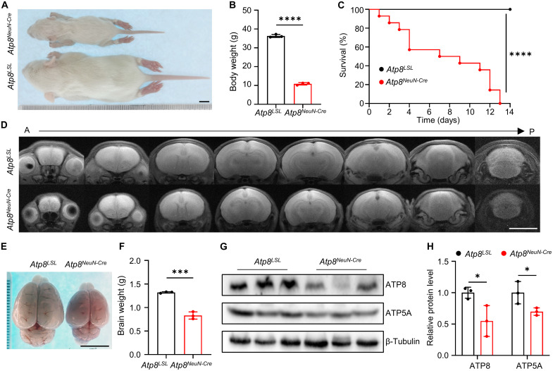 Fig. 4.