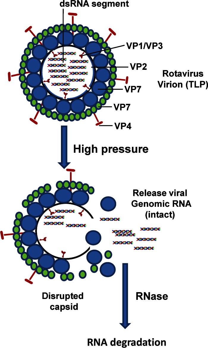 FIG 10