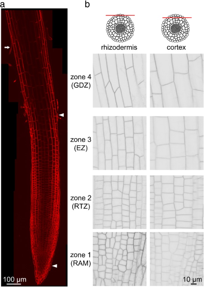 Fig. 2