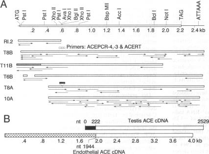 graphic file with name pnas00287-0091-a.jpg