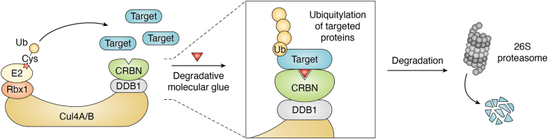 Figure 4